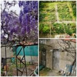 Collage_20220412_173750